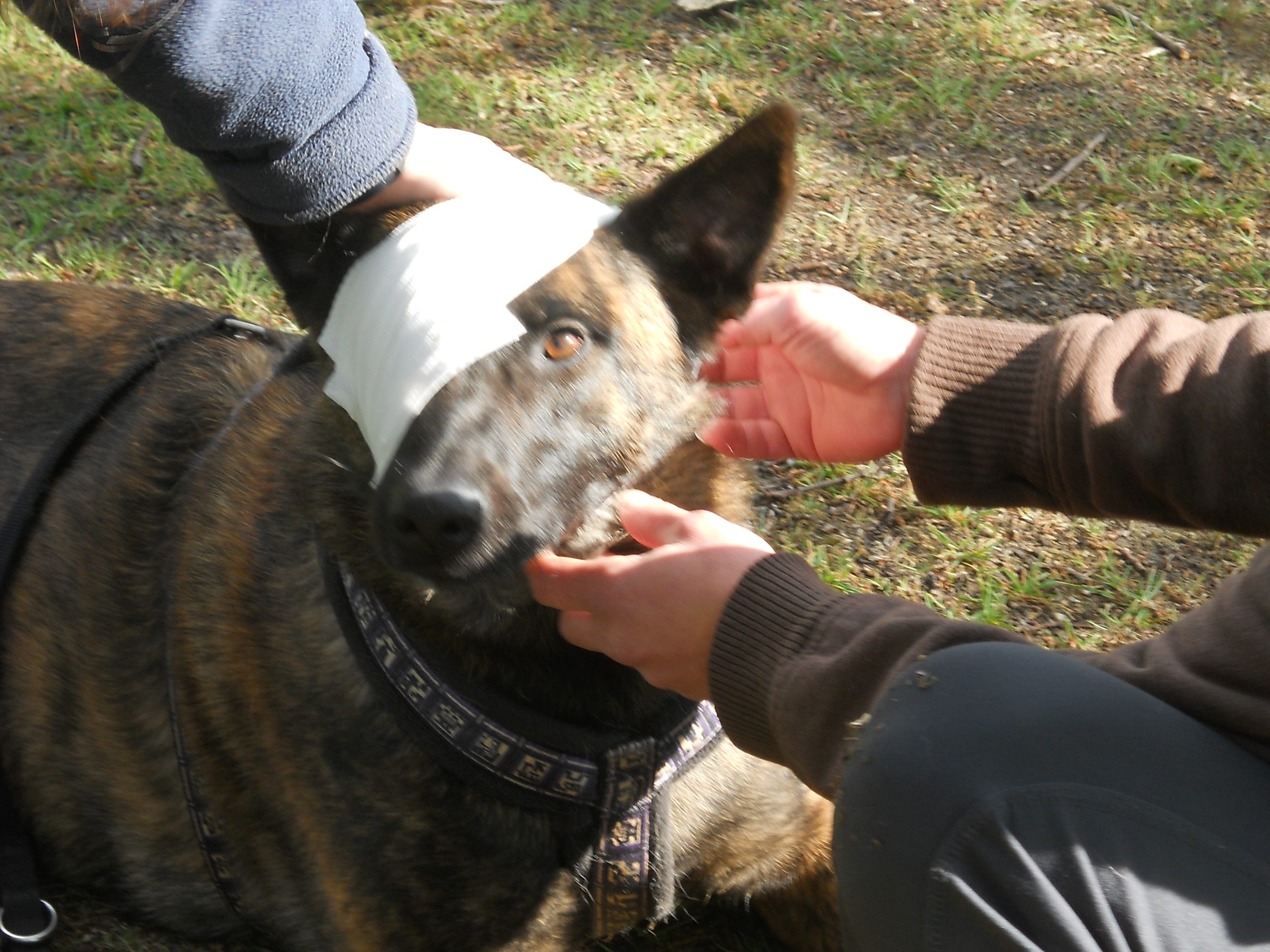 Workshop: Erste Hilfe am Hund